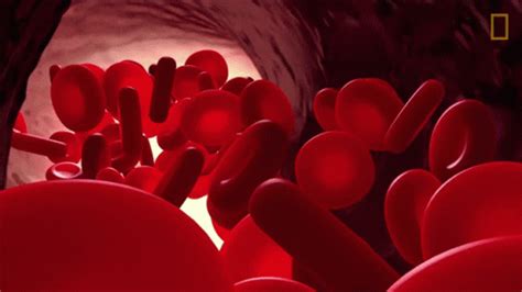 bloodstream gif.